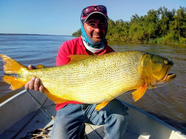 南美洲的黄金河虎鱼都泛滥了,中国钓鱼大军何时去剿灭它们?