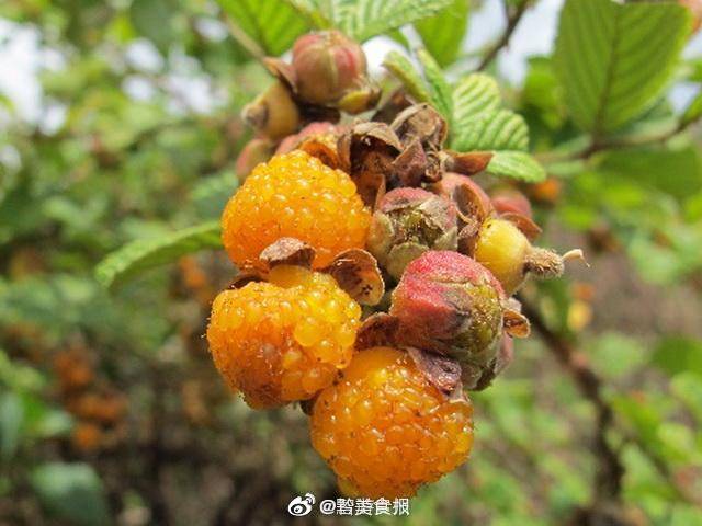 贵州这个季节会有的小果子,在你们家乡叫什么名字?