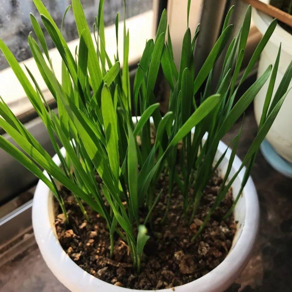 玉米棒子插水里,7天冒出小森林,越热越长个!