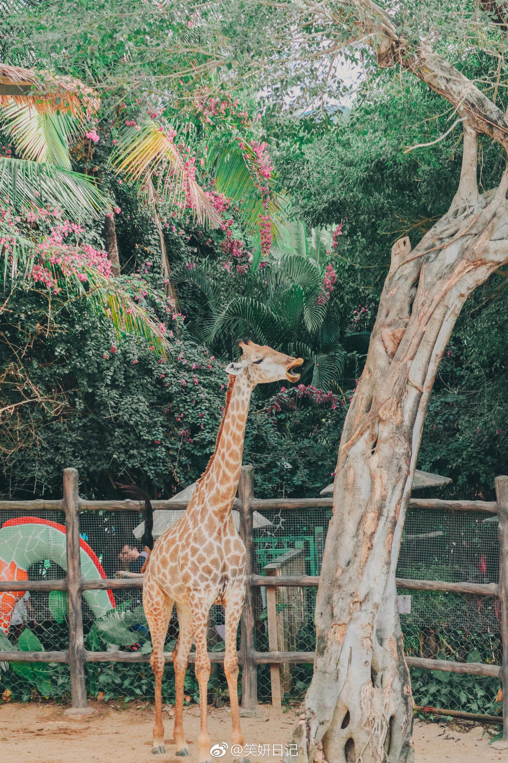 在三亚彩色动物园里,我最喜欢长颈鹿园了~脖子长腿长的家伙