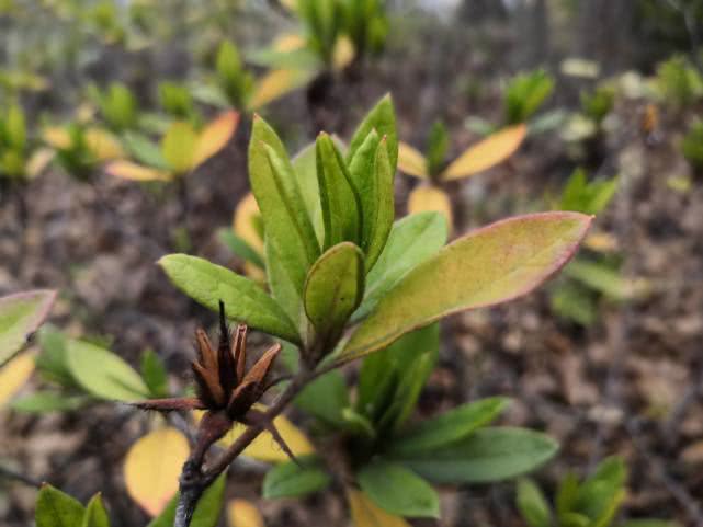 杜鹃新芽现在可以摘心吗?当然可以,合理摘心,下次开花更多!