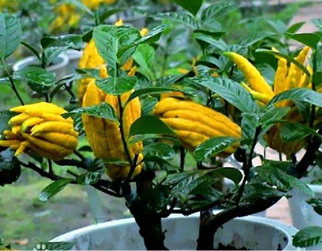 家里种佛手日子越过越有开花做3步枝上挂满金佛手