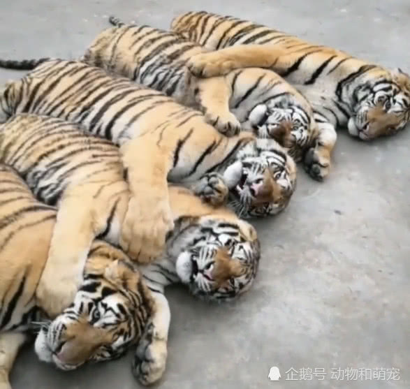 五只小老虎依次搂着排排睡 网友:这群小猫真可爱,好想摸一下!