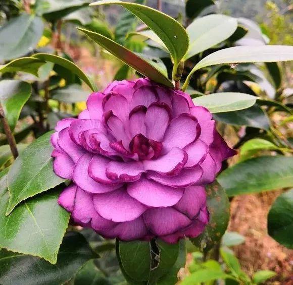 70款最美茶花花大色艳一点不比牡丹差