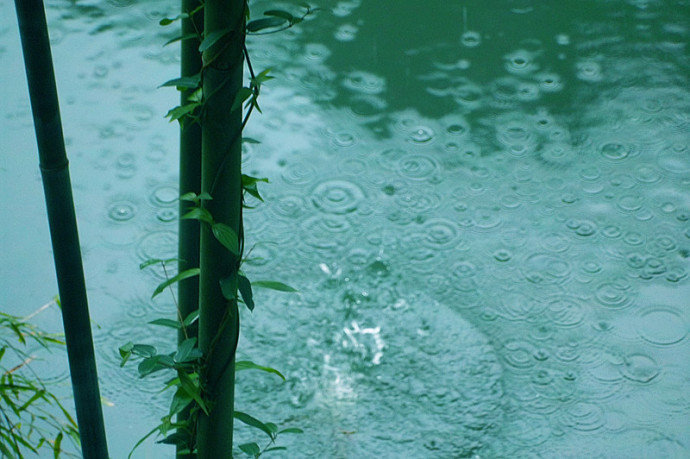 竹林听雨唯美图片图片