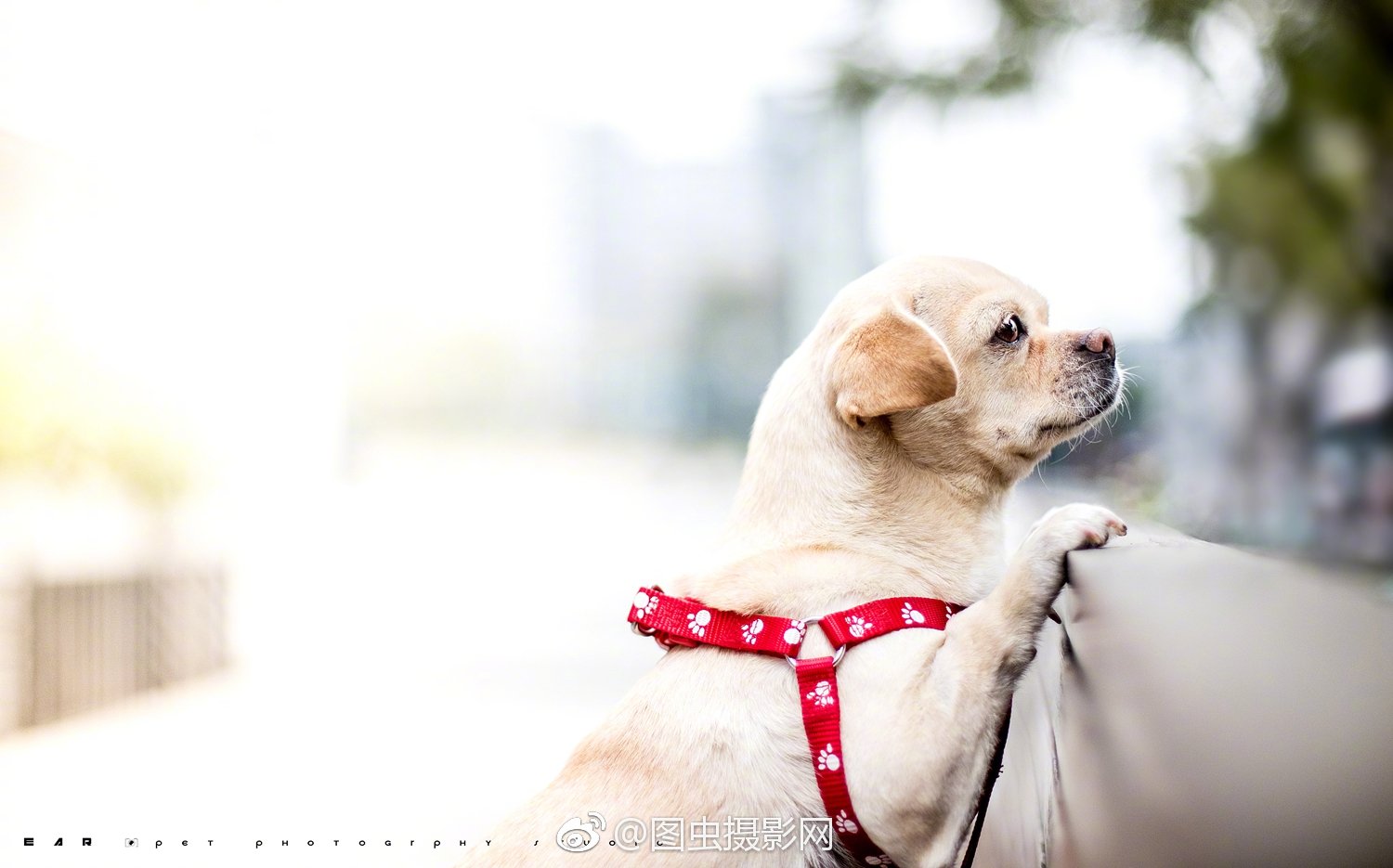 这些喵星人汪星人也太可爱了8欢迎来图虫分享你的萌宠生活照～ @耳