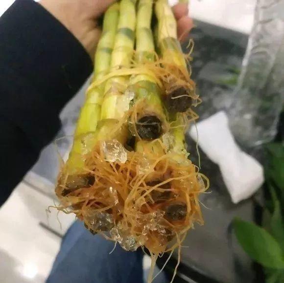 富贵竹不生根放这呆3天冒出一圈小白根