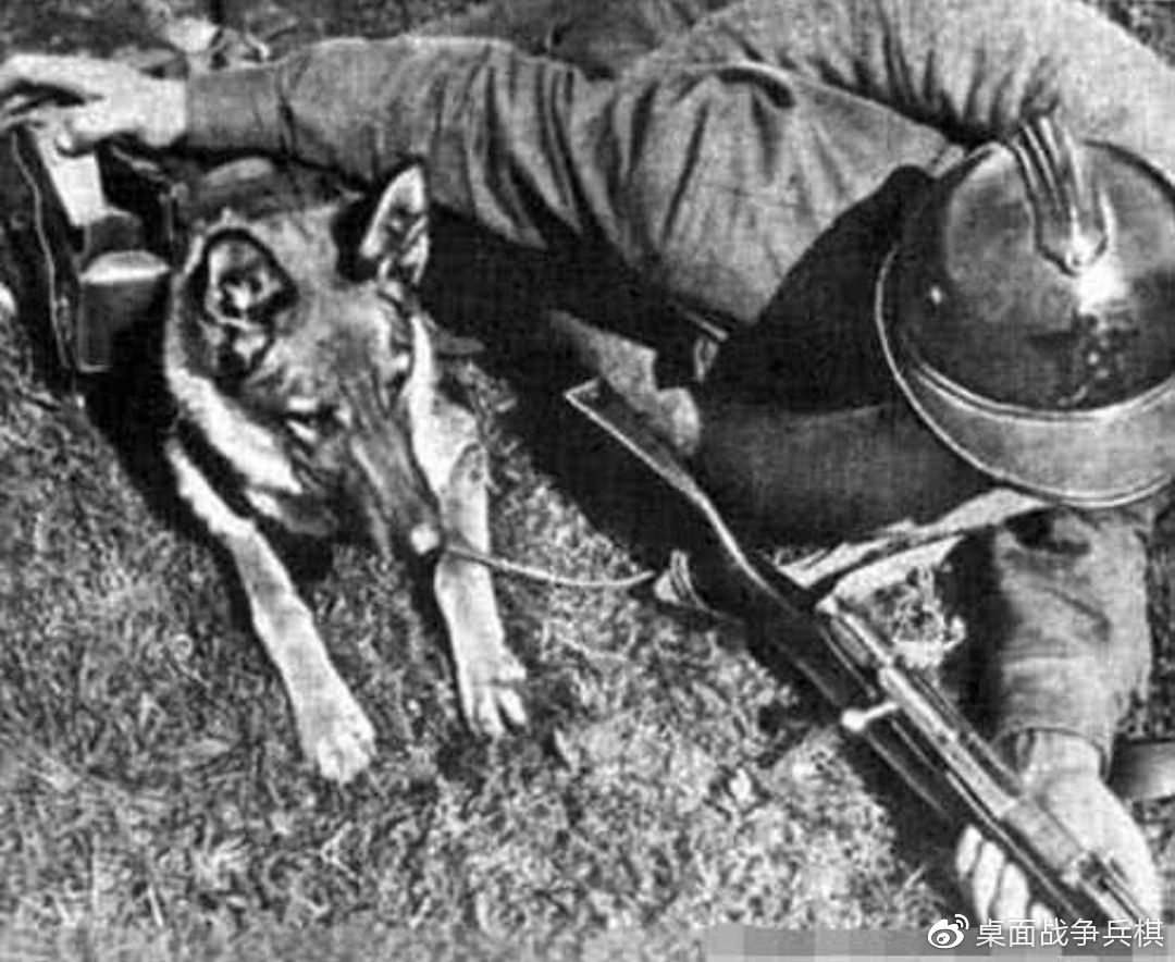 的逃之夭夭,有的甚至会掉头回到己方阵地;其次,狗的辨识能力非常有限