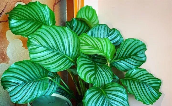 适合卧室养的花草植物(适合卧室养的花草植物风水)