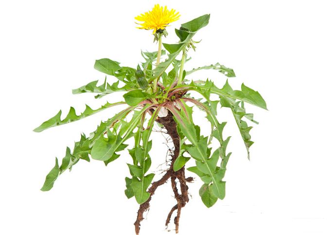 一株蒲公英有三大功效四种妙用五个禁忌小植物也有大作用