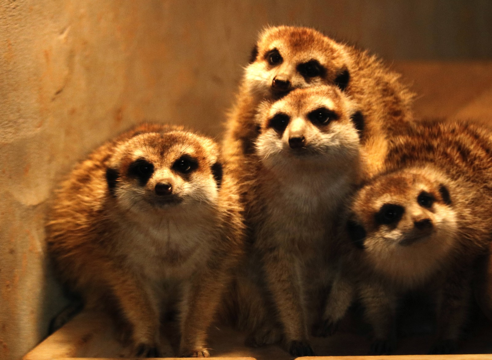 天冷了宜昌动物园里的动物朋友温暖过冬