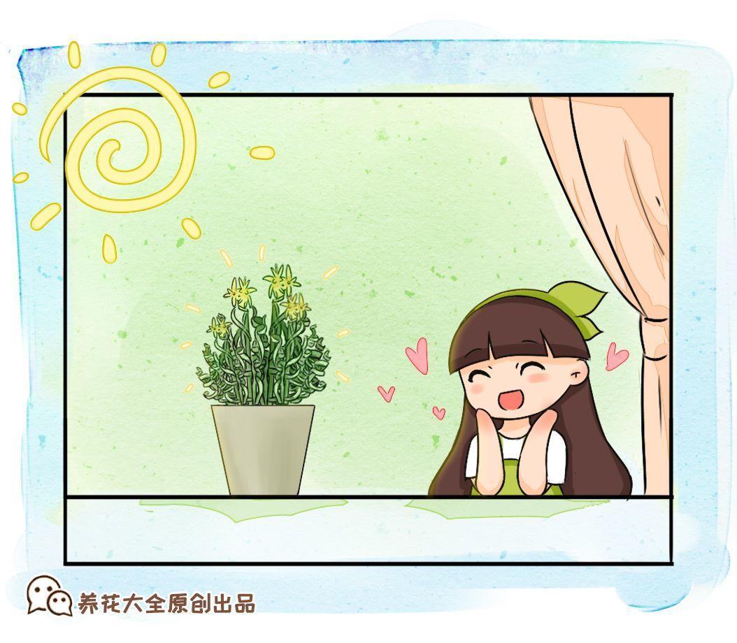 这花爱晒太阳,越晒叶子越卷,像弹簧一样超级可爱!