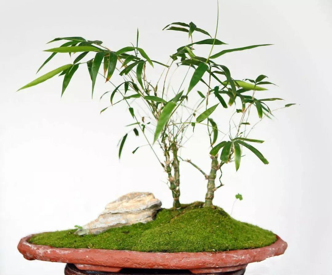 经常给叶子喷喷水;到6月份时,适当修剪一下,竹子比较耐修剪,根据自己