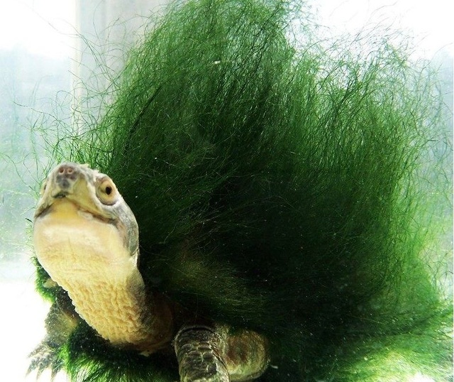 这种龟类十分独特,背上长着绿色毛发,究其原因竟是这种生物