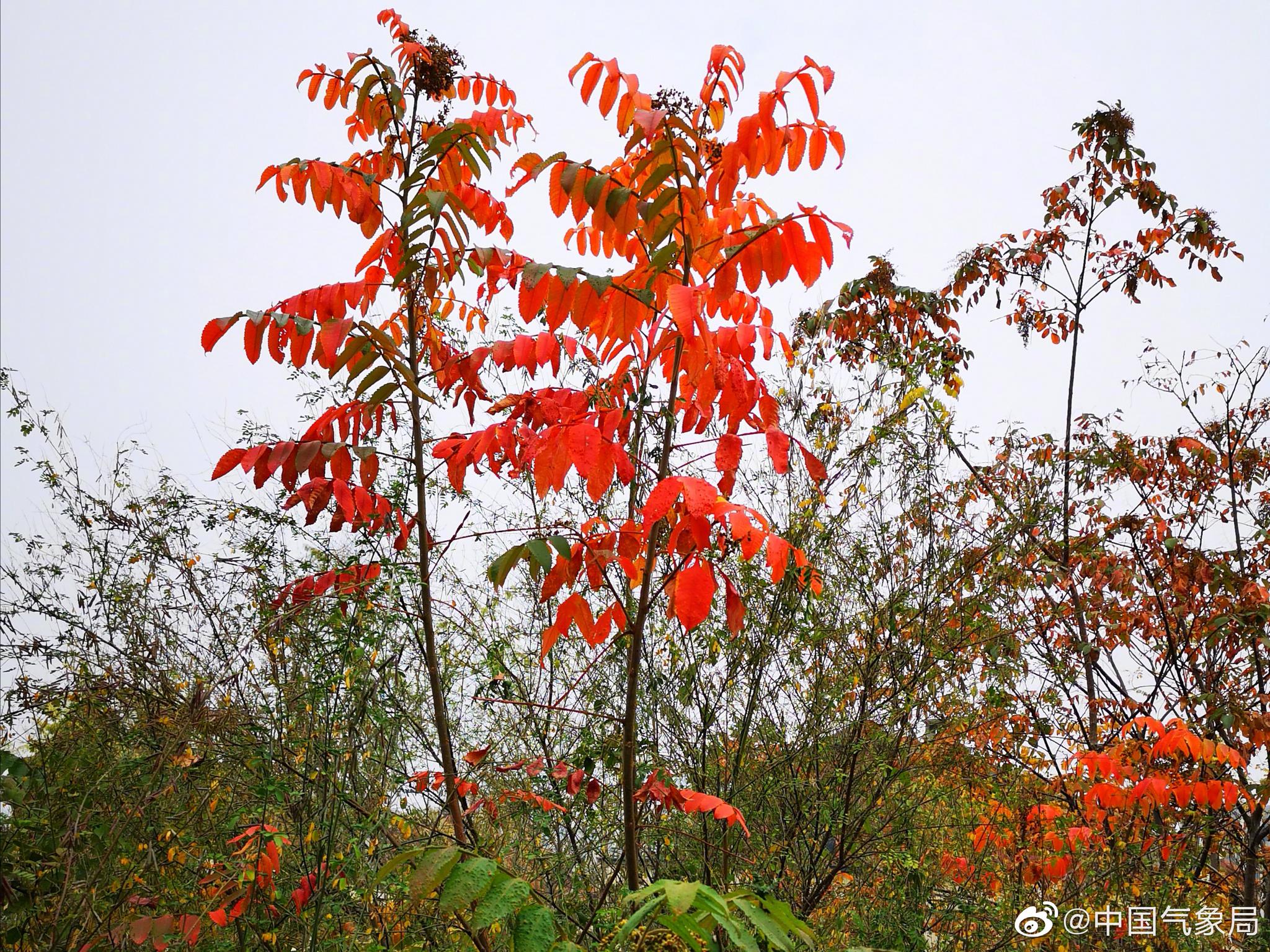 红橙黄绿 新浪网