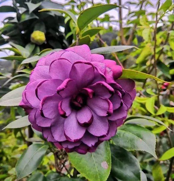 70款最美茶花花大色艳一点不比牡丹差