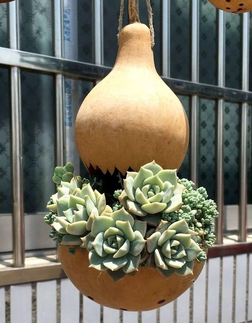 用葫芦种多肉一养就是三年邻居给钱都不卖