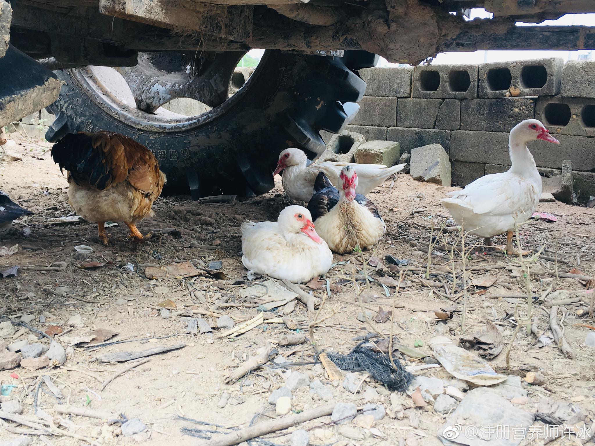 儿时的味道,鸡鸭鹅猪全都有