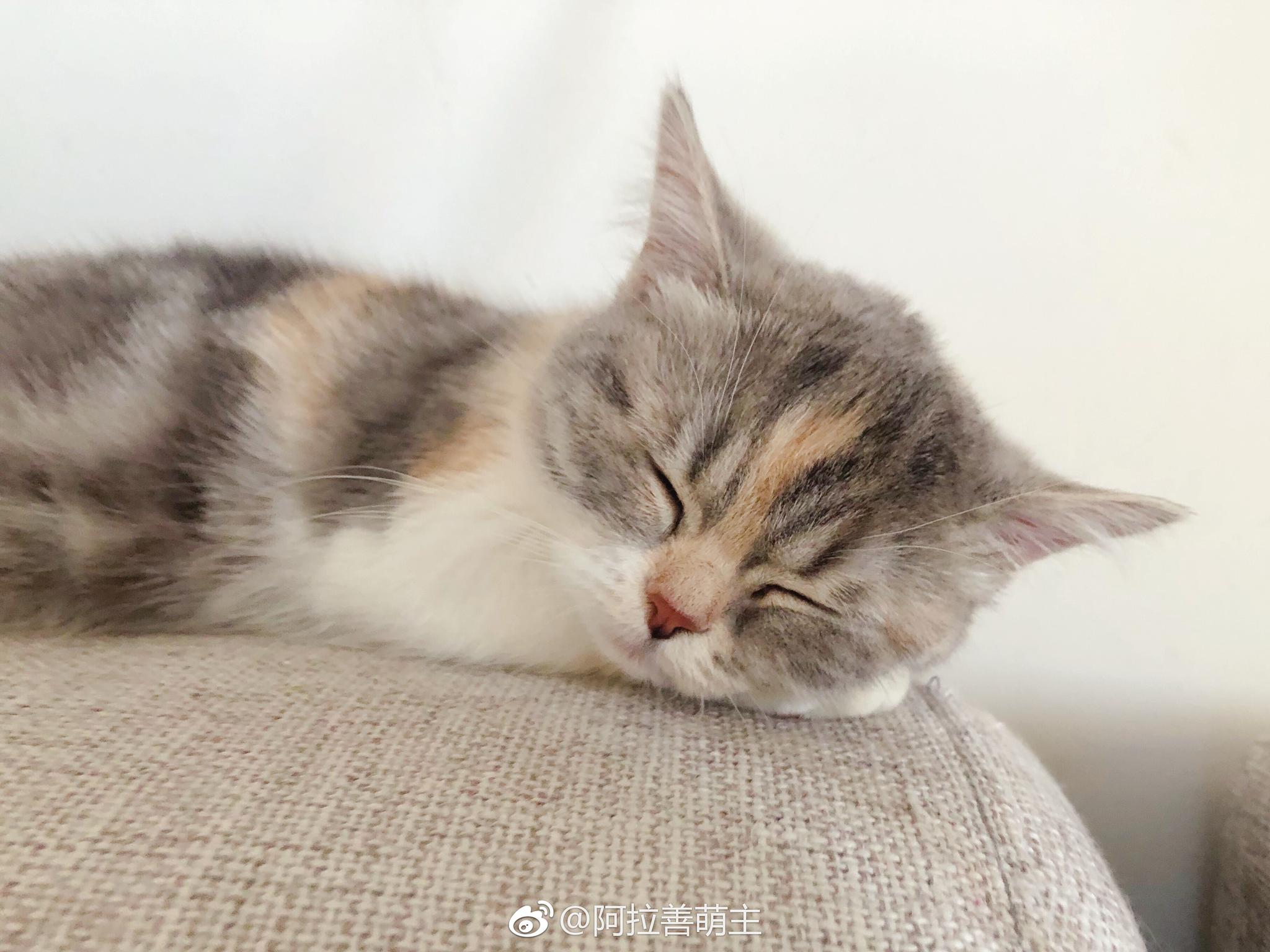 小猫咪睡觉的样子好乖巧好可爱想抱着一起睡又不忍心打扰它