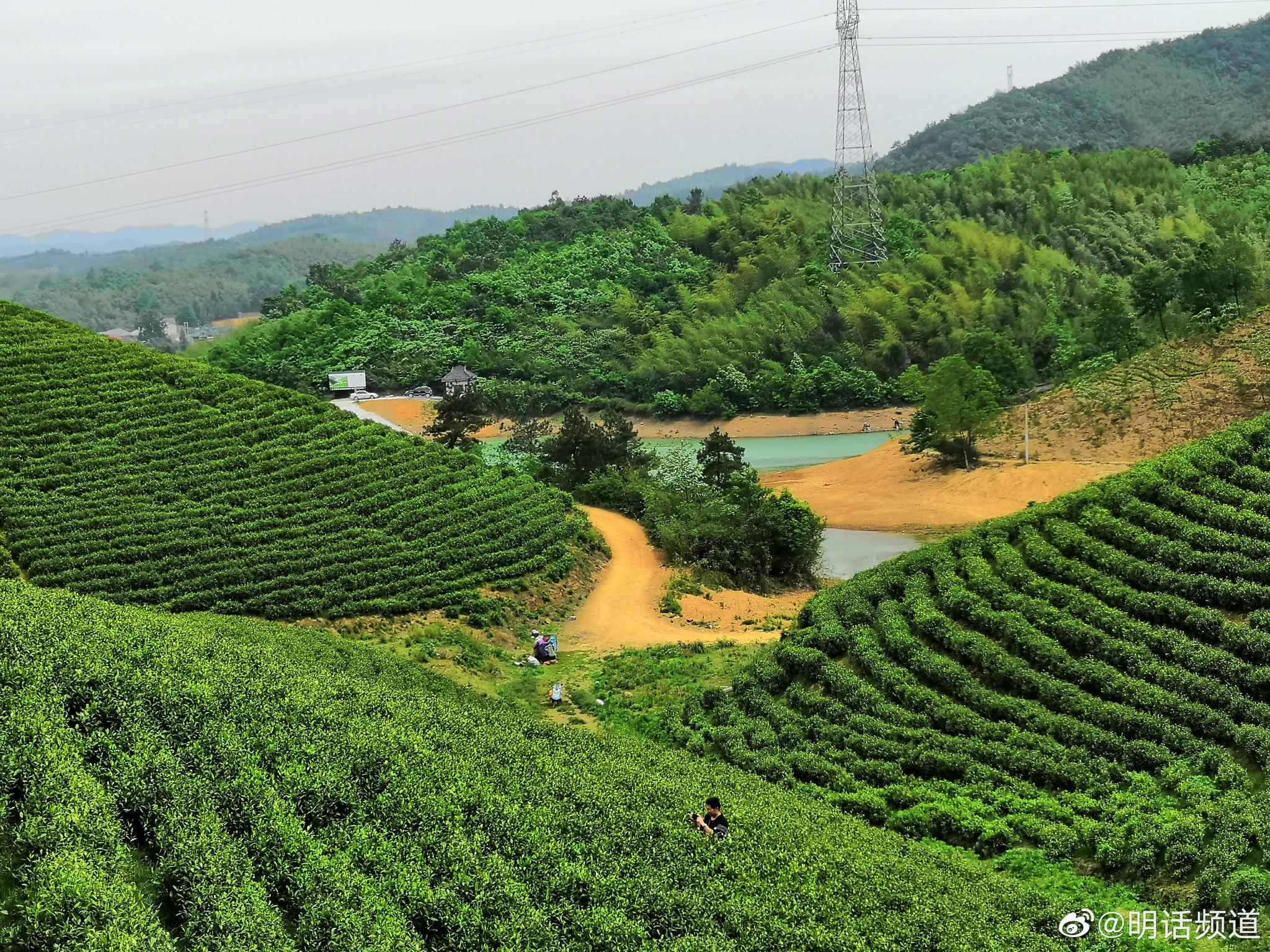 走安吉采白茶逛两山当人被山水清新环拥