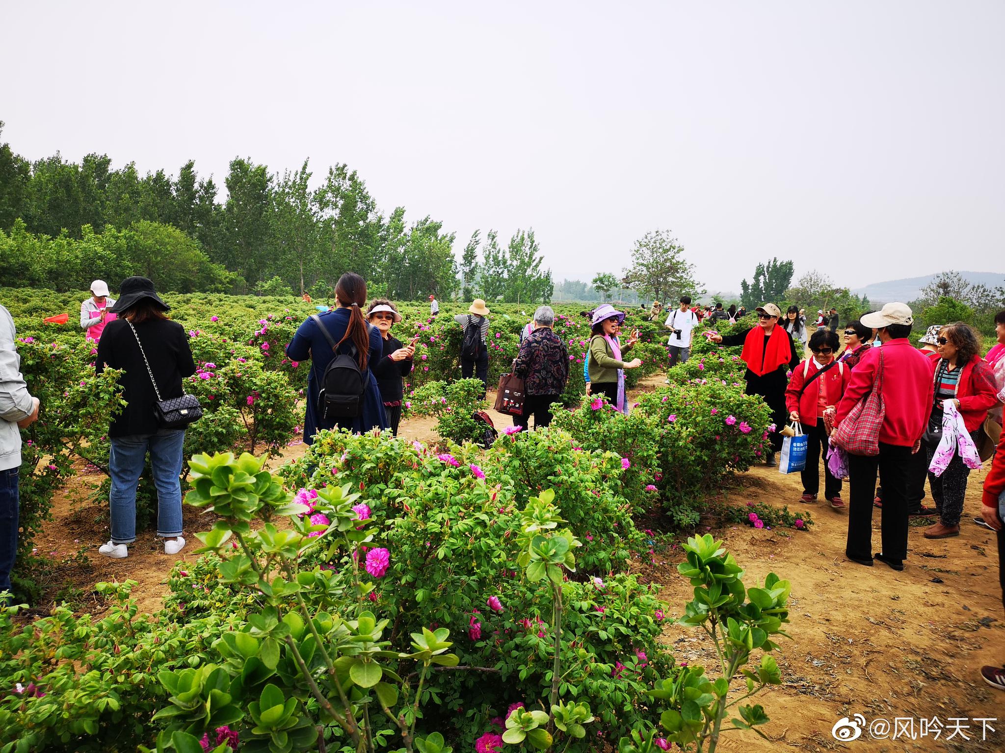 平阴玫瑰小镇,确为名符其实