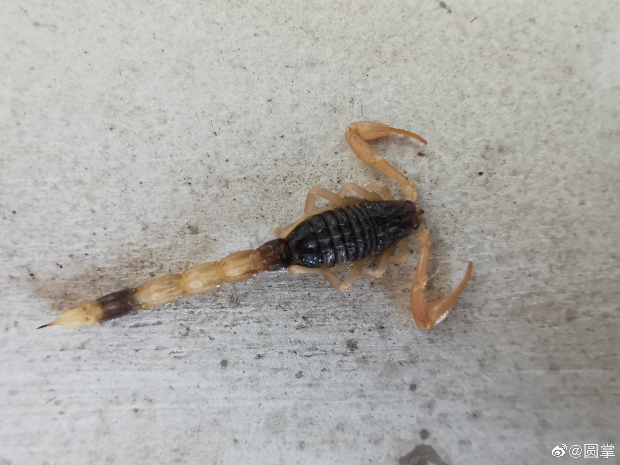 几年没回家阳台上的死蝎子你们是饿死的吗