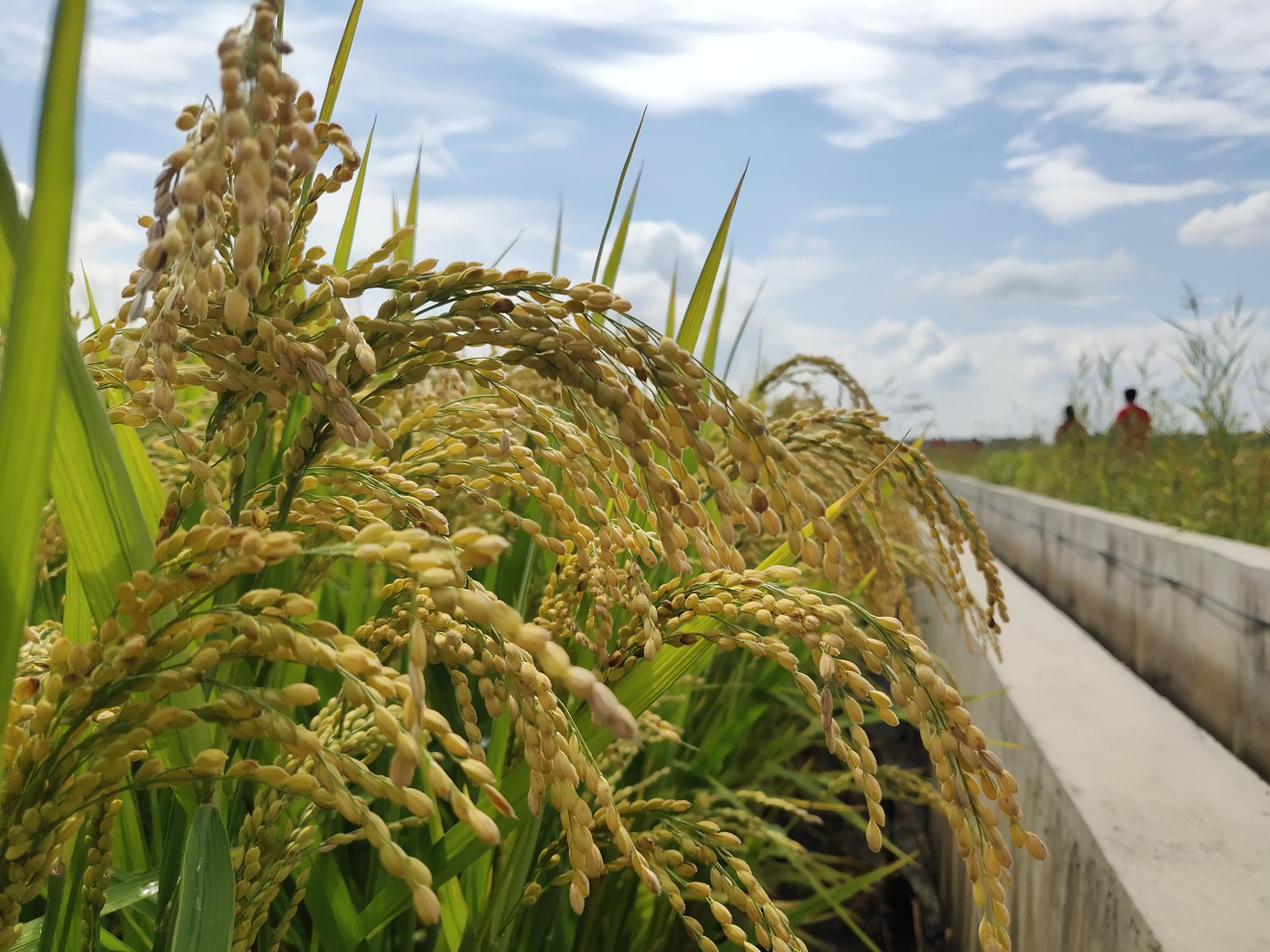 是世界黄金水稻带的中央|万昌镇|大米|水稻_新浪新闻