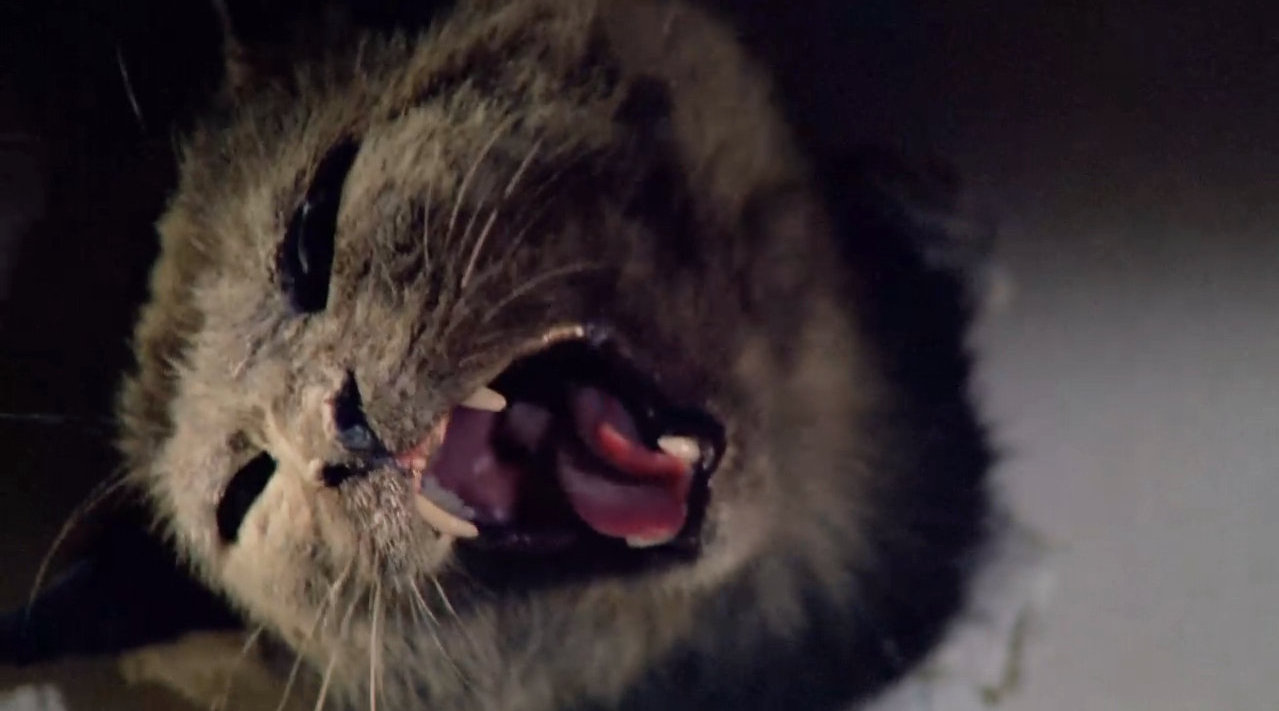 黑猫,来自1990年的美国意大利联合制作的电影:双凶眼/魔鬼双瞳