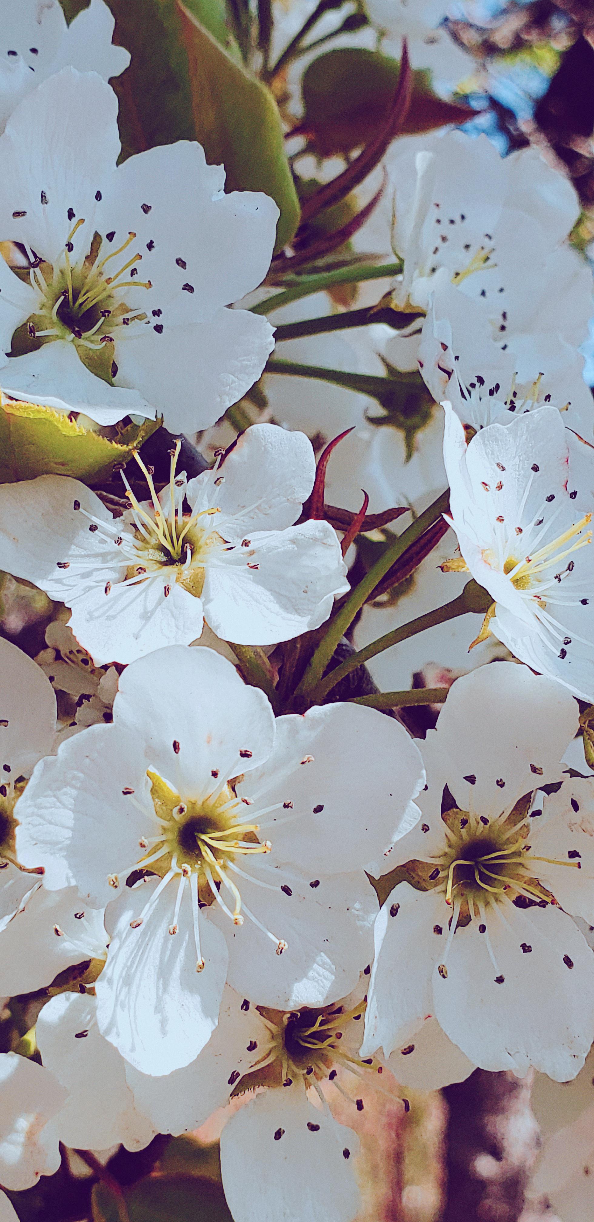 一别如斯,落尽梨花月又西.