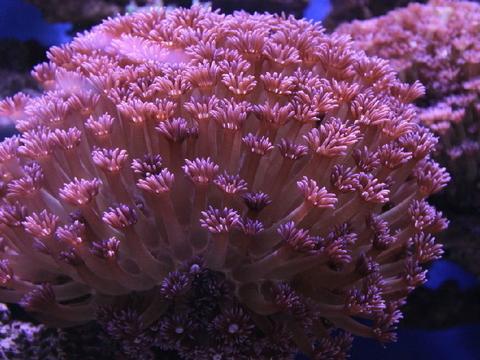珊瑚到底是动物还是植物 看完才知道错得多离谱 珊瑚到底是动物还是植物 看完才知道错得多离谱
