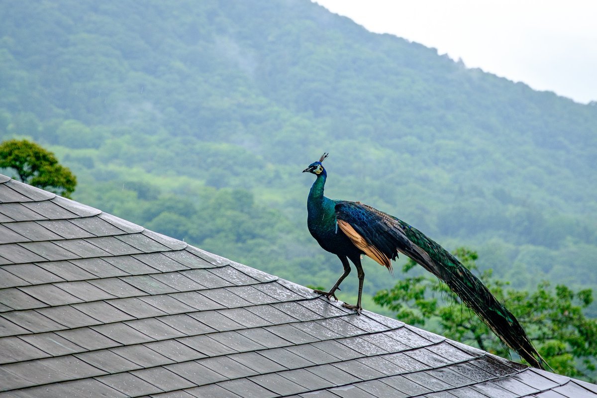 茨城县雨引山楽法寺,孔雀在寺内自由散步,真是不可思议的光景