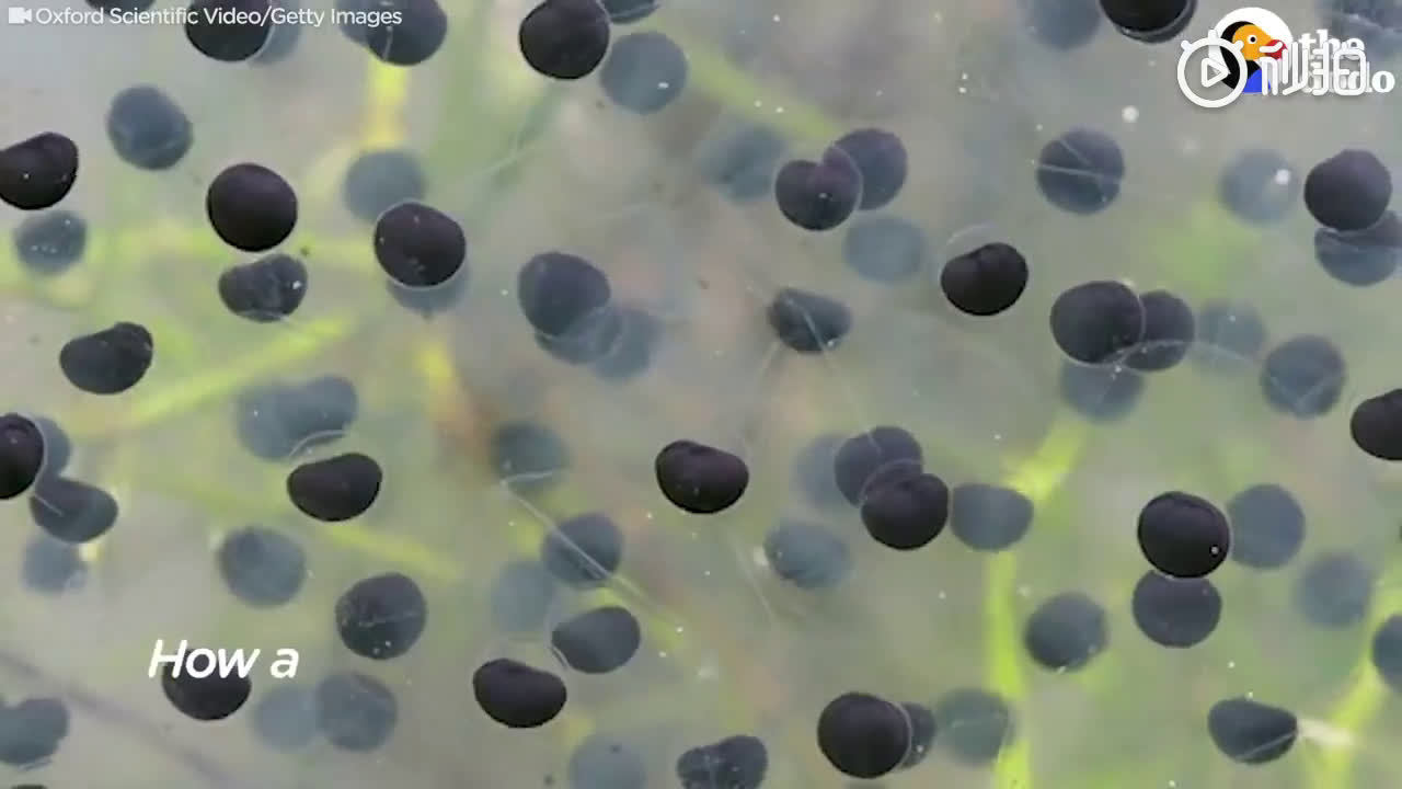 你一定见过青蛙,也一定见过蝌蚪