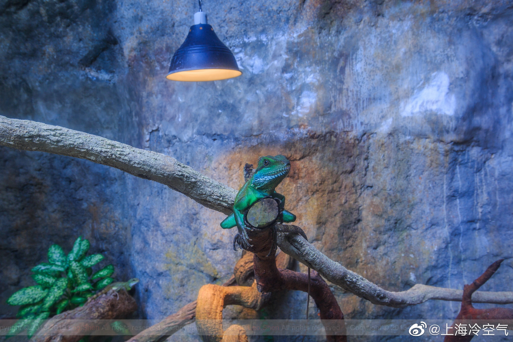 与蝎漫步 槟城蝴蝶园是世界第一座热带蝴蝶公园