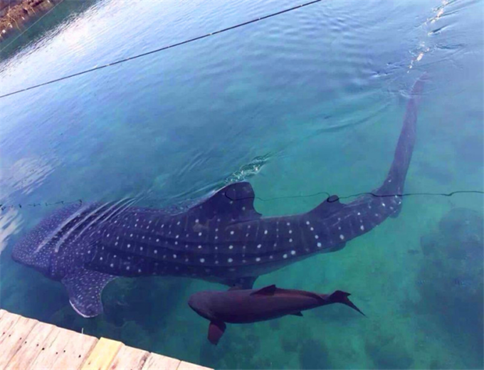 一个人欢快自由行,尝网红海鲜店--三亚|南山|三亚|天涯海角_新浪新闻