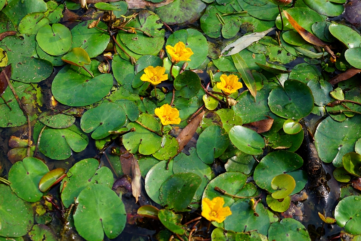 其实很多朋友可能不知道,这莕菜还是一种价值很高水生植物,早在古代的