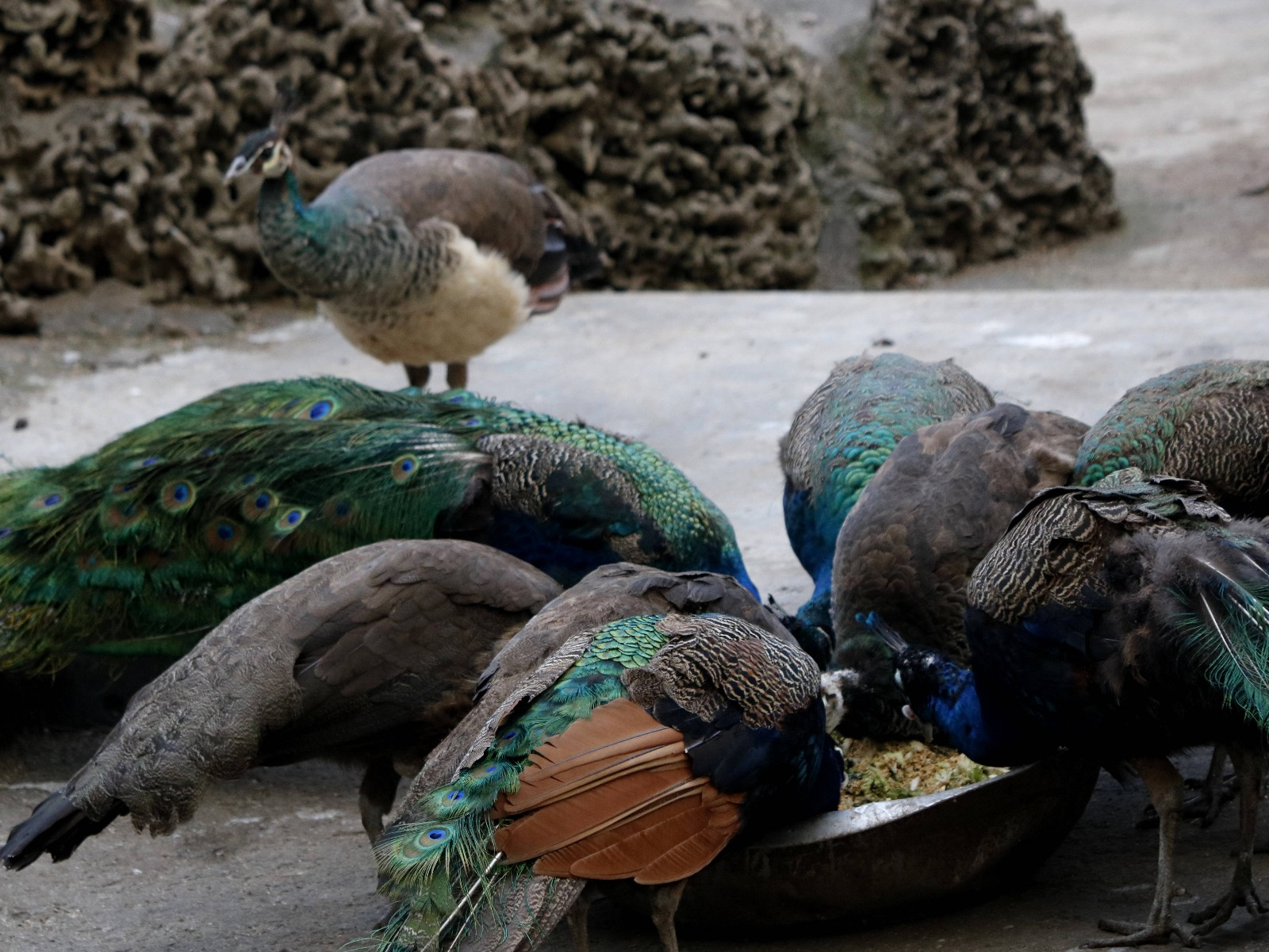 天冷了宜昌动物园里的动物朋友温暖过冬