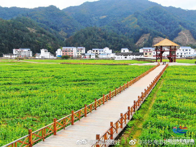 崇义冷杉良田花海影视基地千亩彩色油菜花迎春绽放