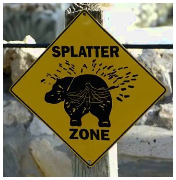 第一次见识河马放屁,声音有点像摩托车,动静:震耳欲聋