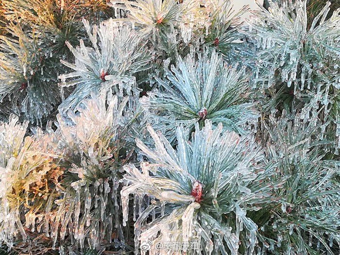 冰花令人陶醉大雪节气树挂冰凌晶莹剔透