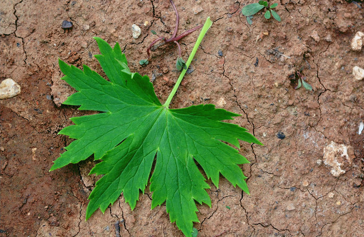 农村一种野草花朵酷似燕子在民间价值珍贵但小心它全草有毒