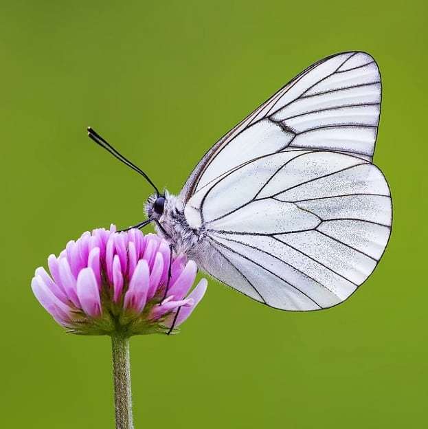 叶暗朱樱熟 丝长粉蝶飞kasia Bednarska