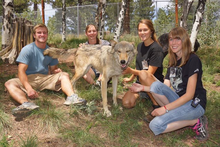 野生动物|狼|土狼_新浪网