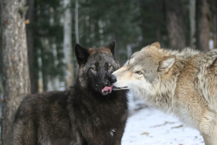 野生动物|狼|土狼_新浪网