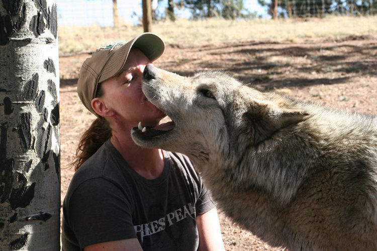 野生动物|狼|土狼_新浪网