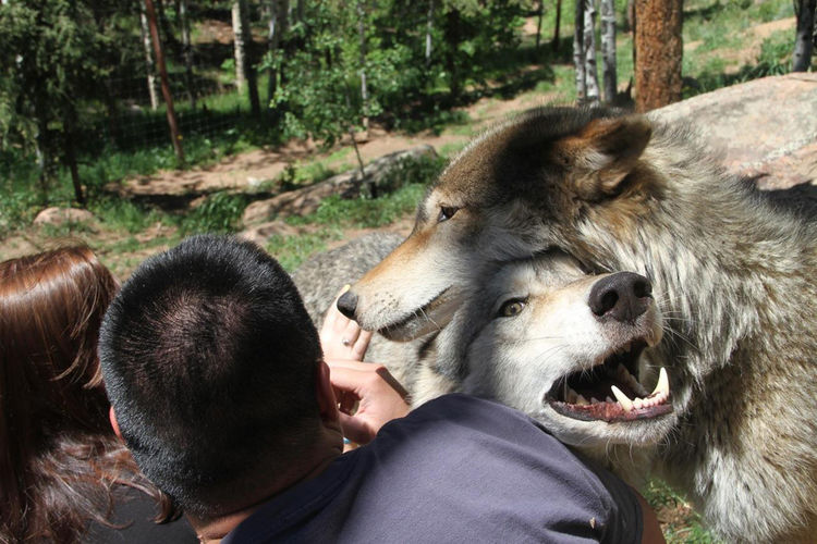 野生动物|狼|土狼_新浪网