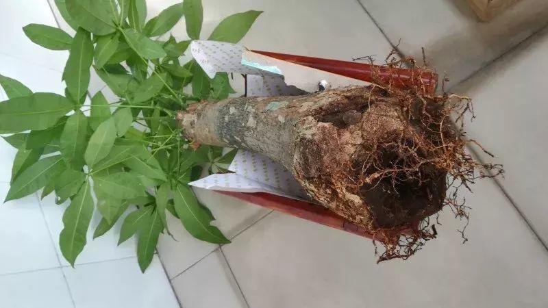 冬天过后发财树黄叶又长毛再不救根都烂透了