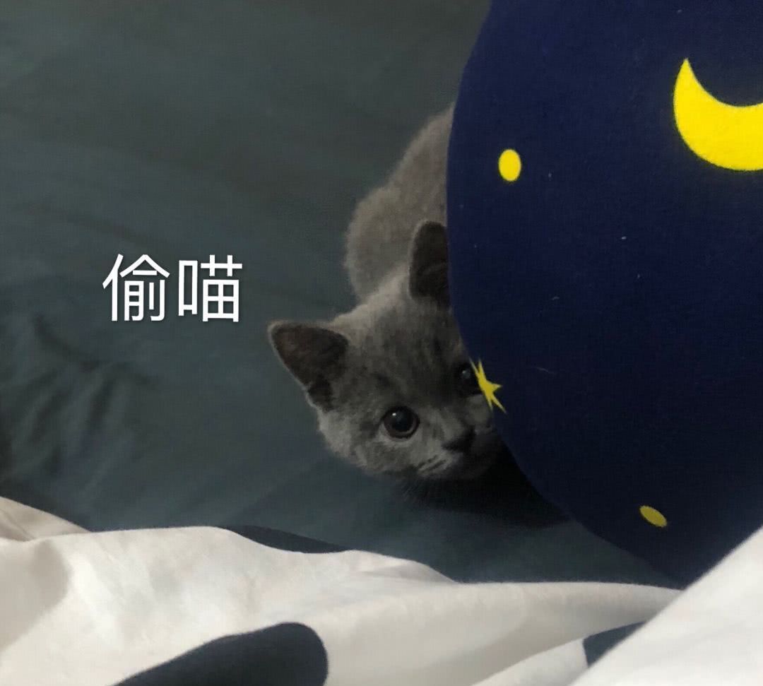 英短小奶猫偷瞄主人,以为没被主人发现,呆呆的模样萌翻了