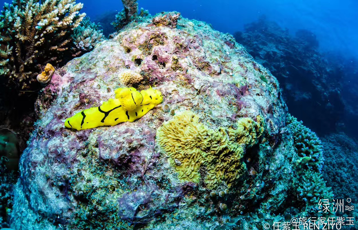 Great Barrier Reef Australien: Größtes Korallenriff der Welt