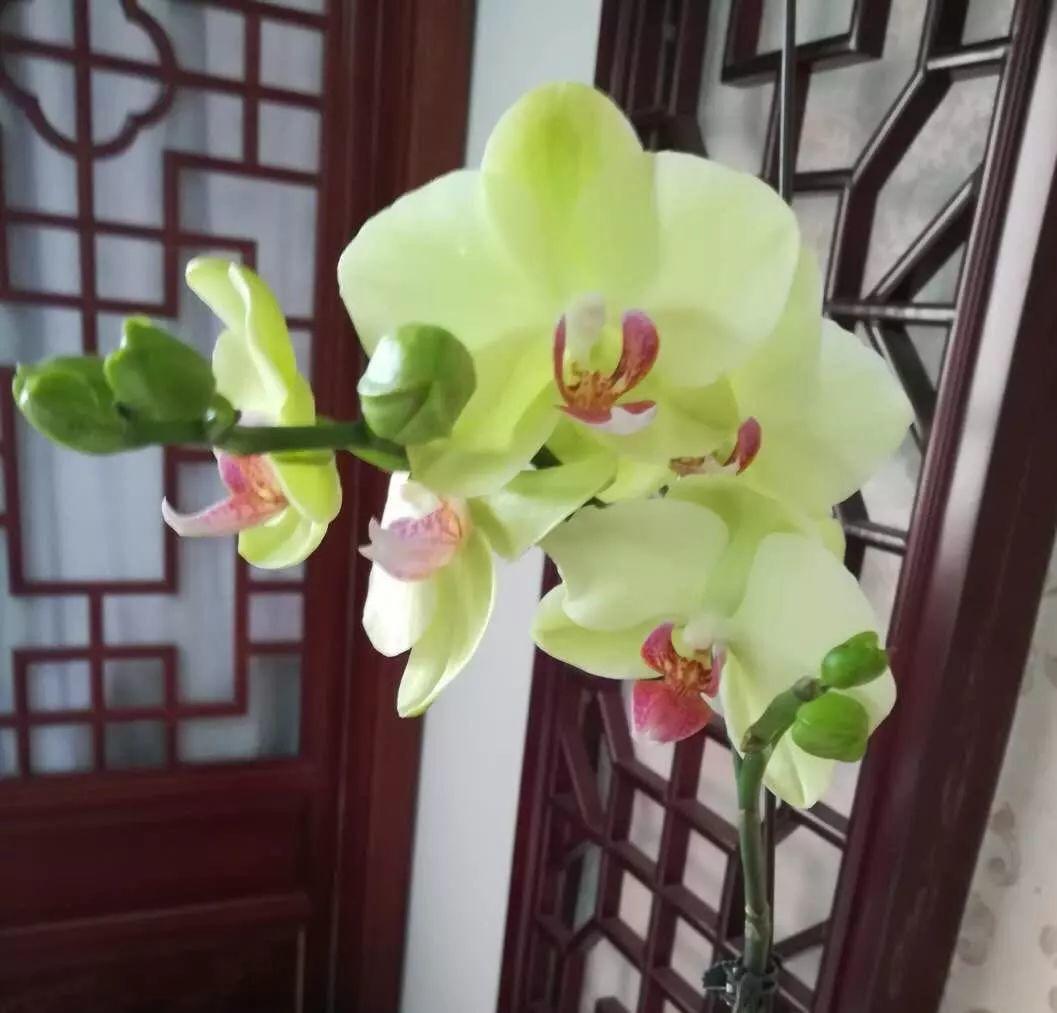 绿如意养护绝招2:要想蝴蝶兰抽花箭,一方面平时要每半月给浇点磷酸二