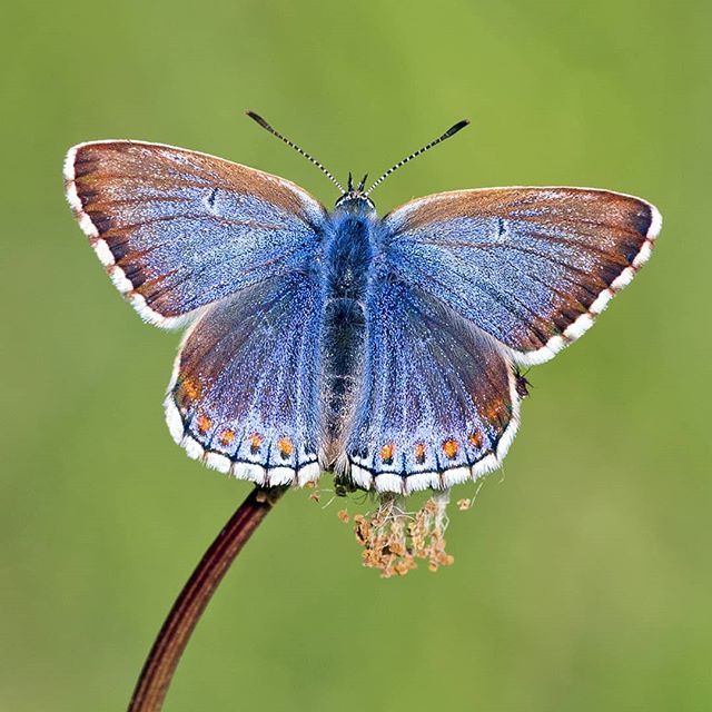 叶暗朱樱熟 丝长粉蝶飞kasia Bednarska